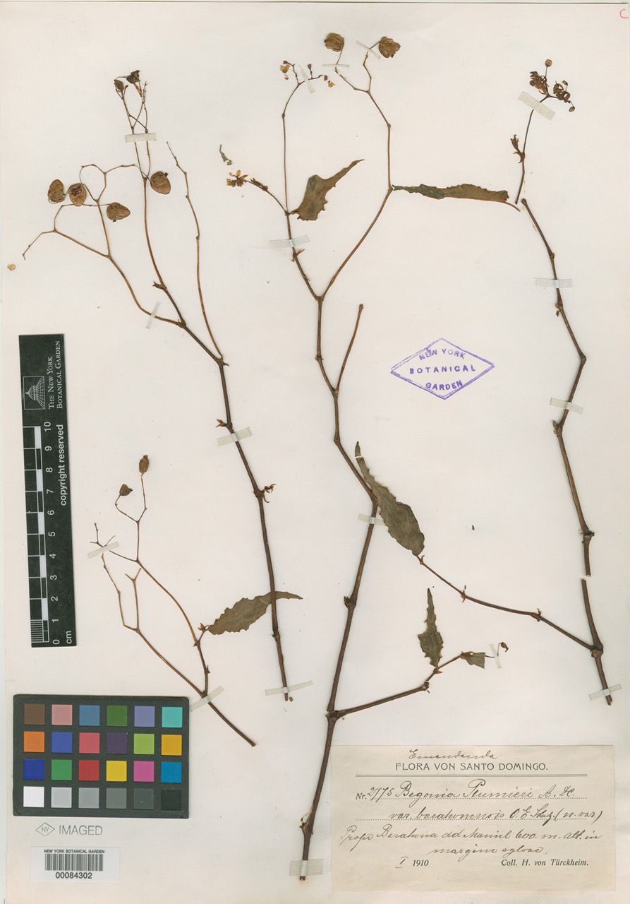 B. plumieri var. barahonensis